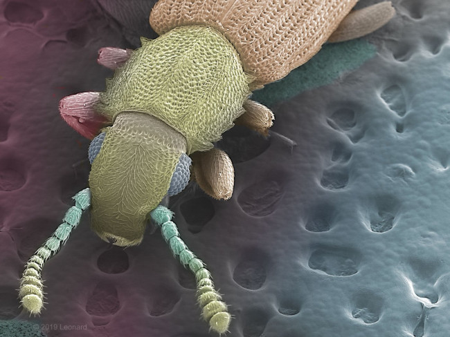 Merchant Grain Beetle