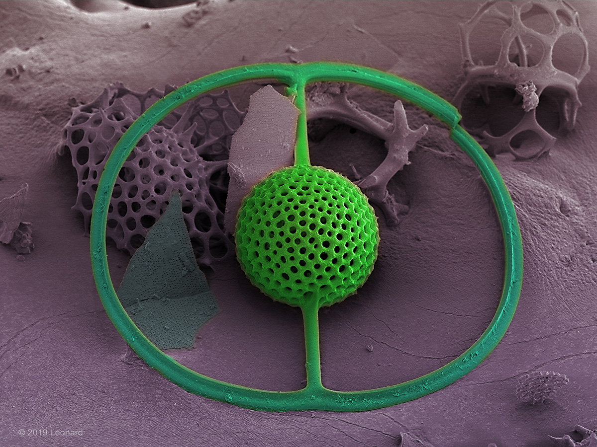 Radiolarian Saturnalis (Zooplankton)