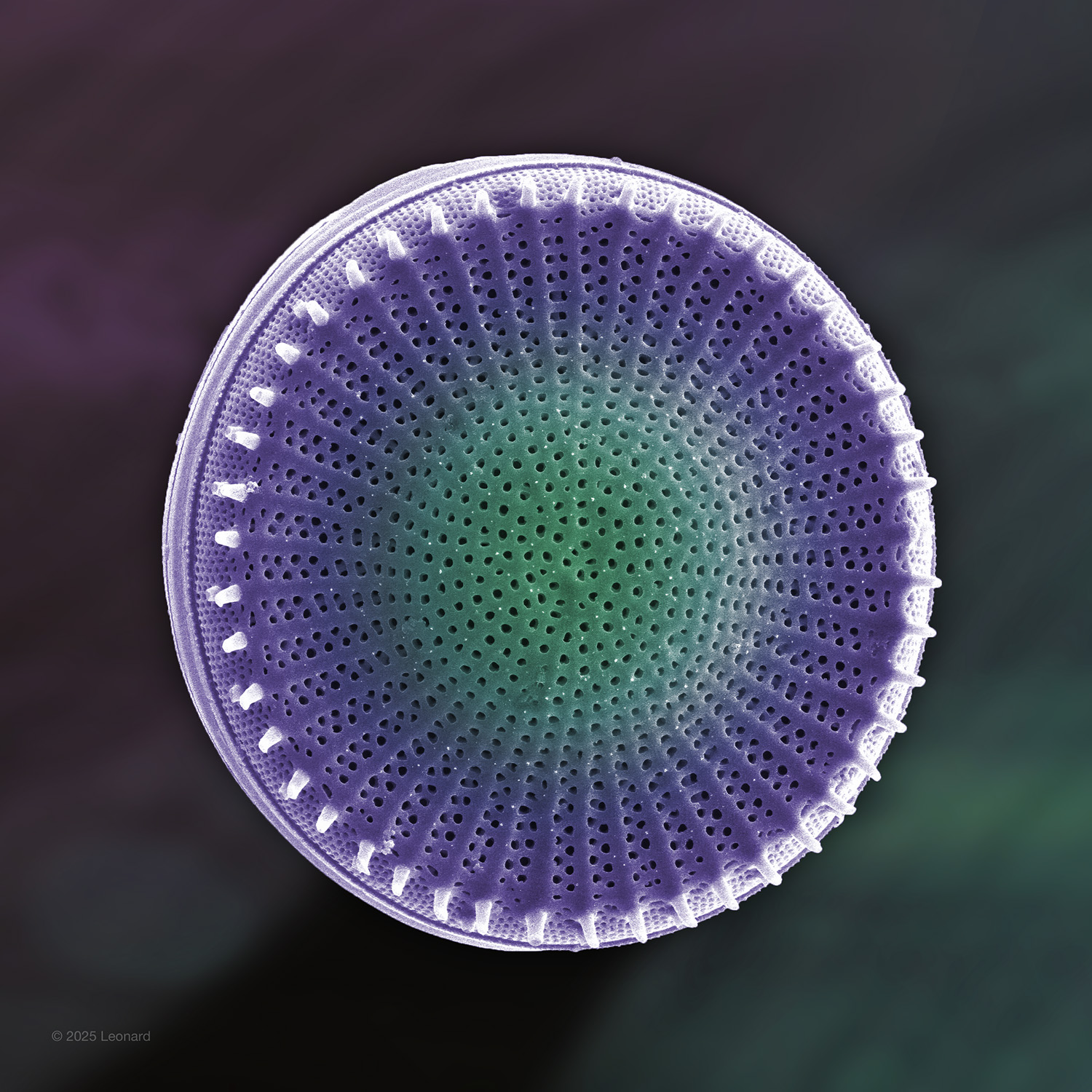 Pennate Diatom from Hudson River in New York City