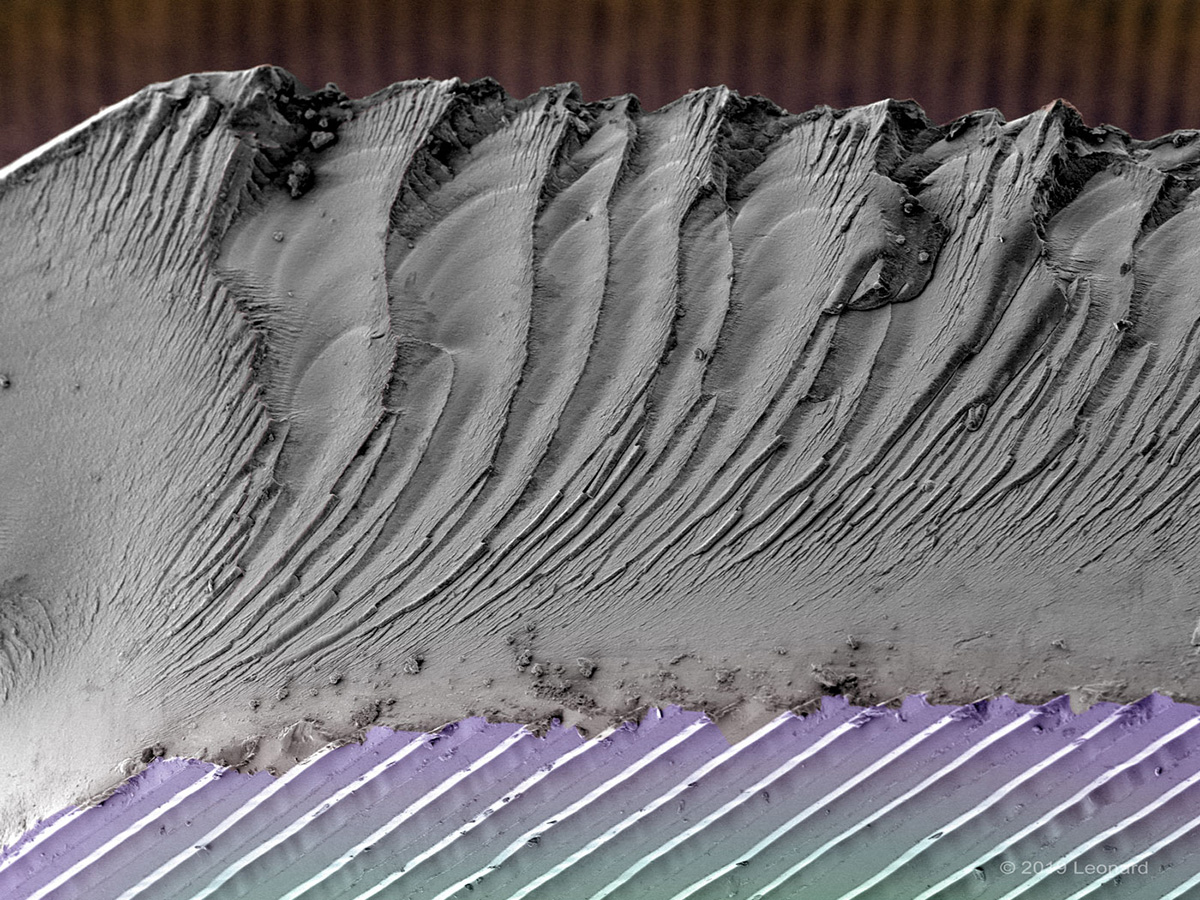 Grooves of Vinyl Record (LP)