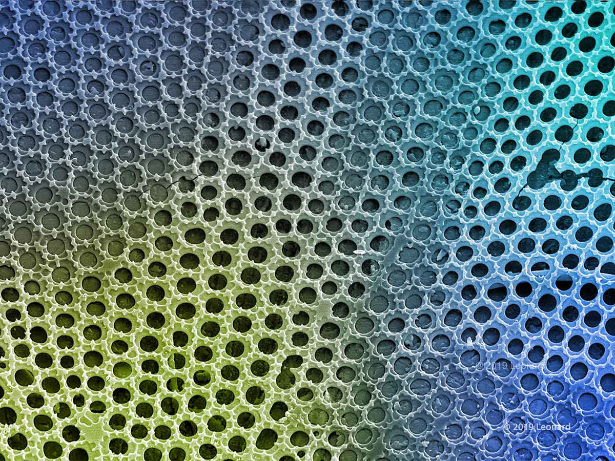 Hudson River Diatom Pattern Detail