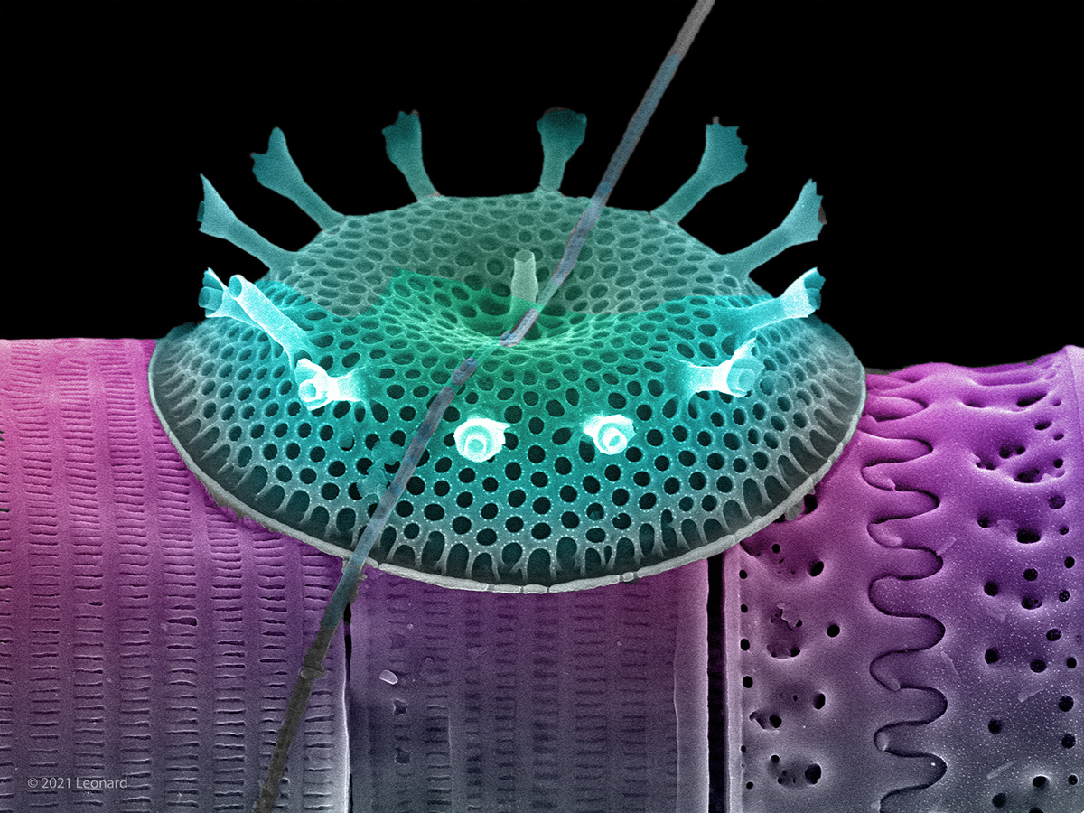 Hudson River Diatoms