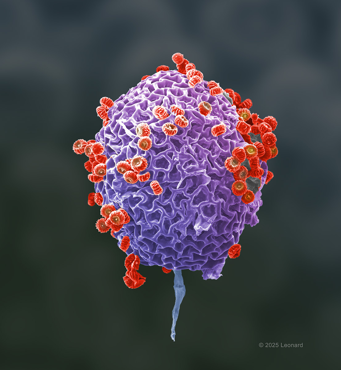 Mold, shedding its spores like mandarine oranges sections separating and flowing away. Purple body with orange mold sections shedding away