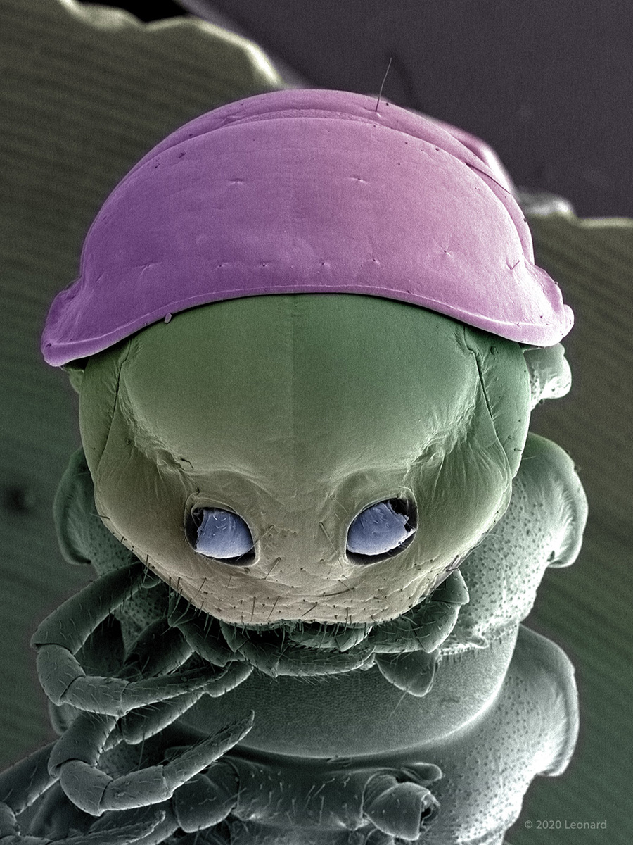 Centipede 09012020centepede