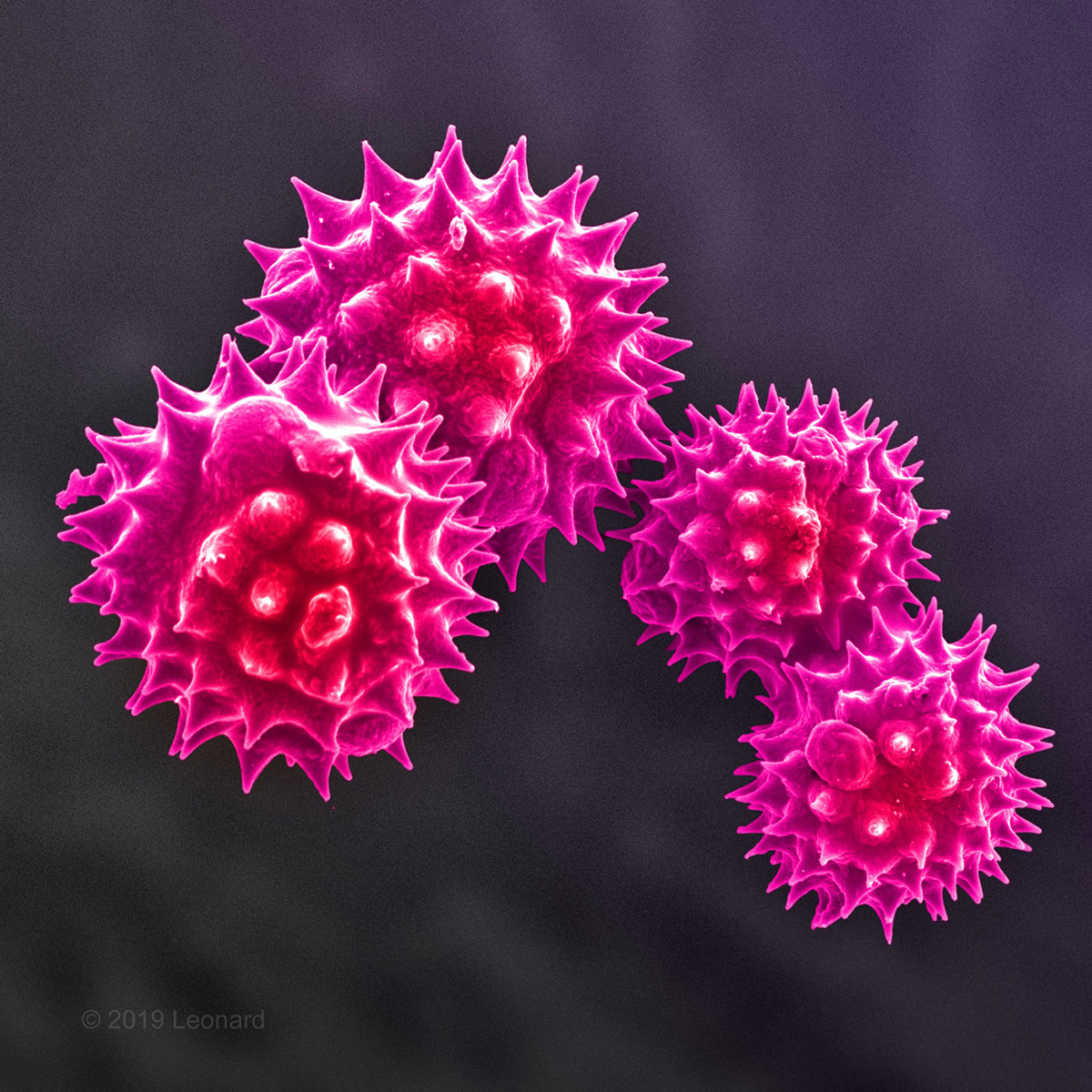 Pollen from Central Park