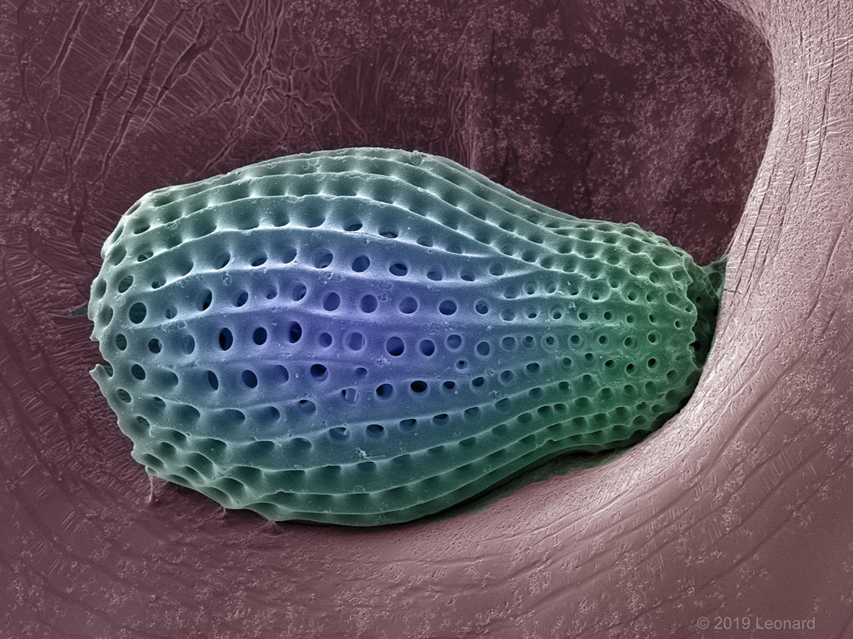 Radiolarian 11132019rads16