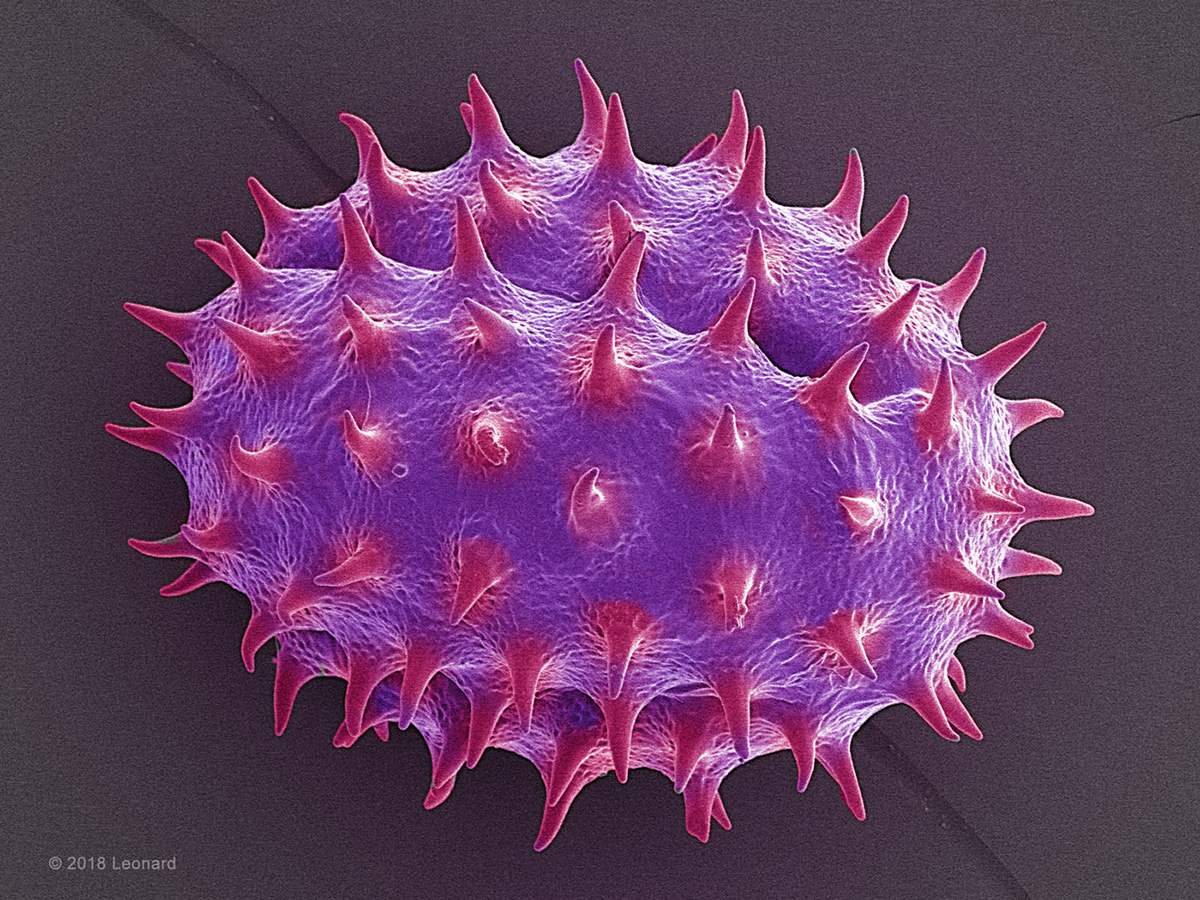Pollen