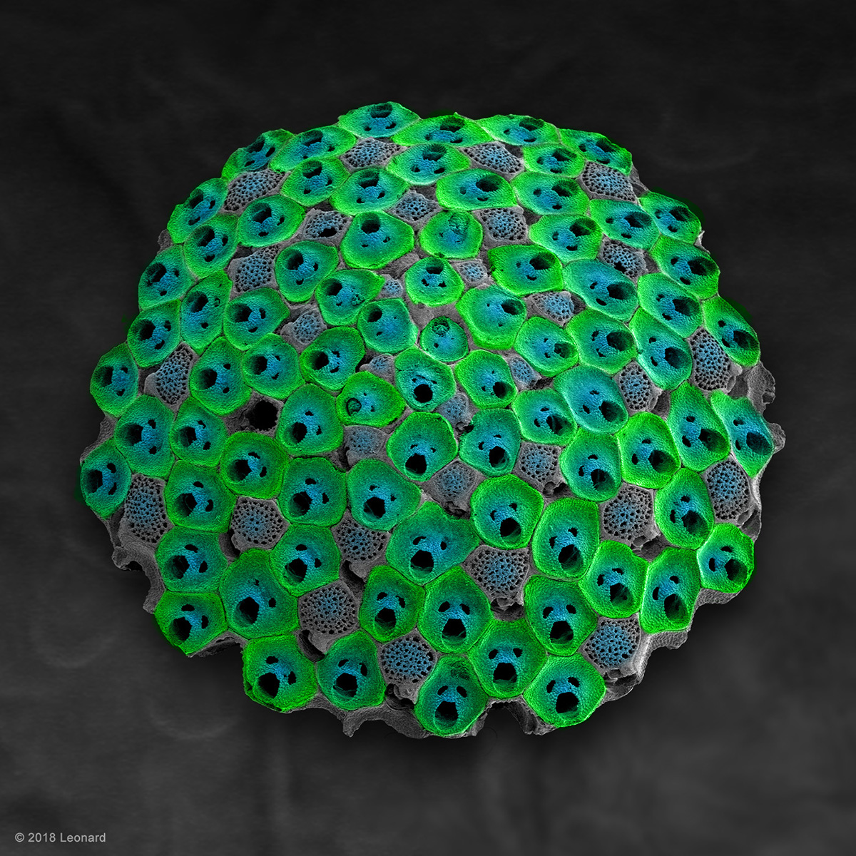 Bryozoan from Australia