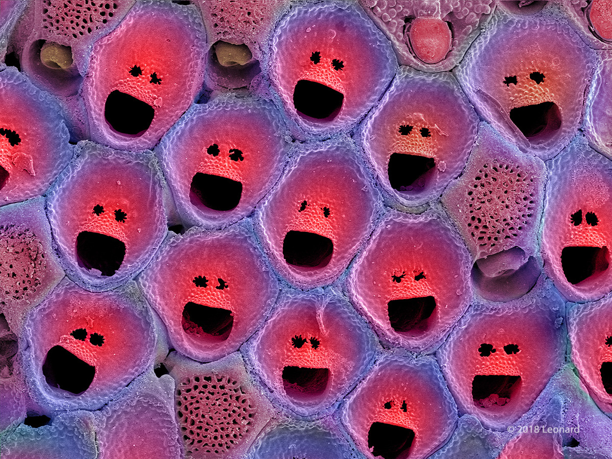 Bryozoan from Australia