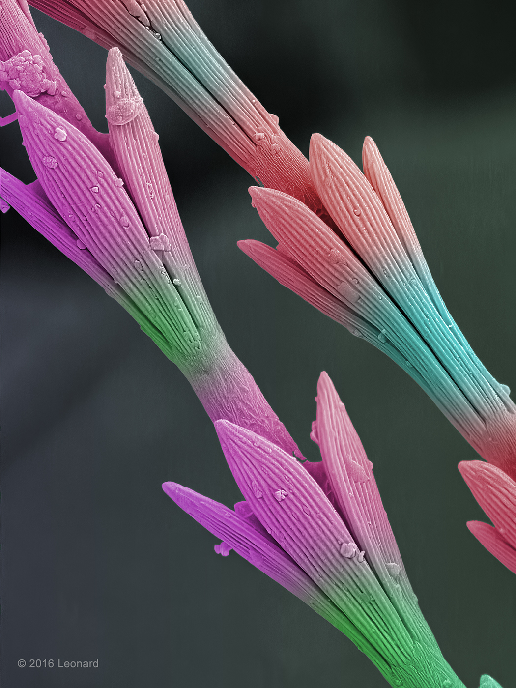 Carpet Beetle Larvae Legs