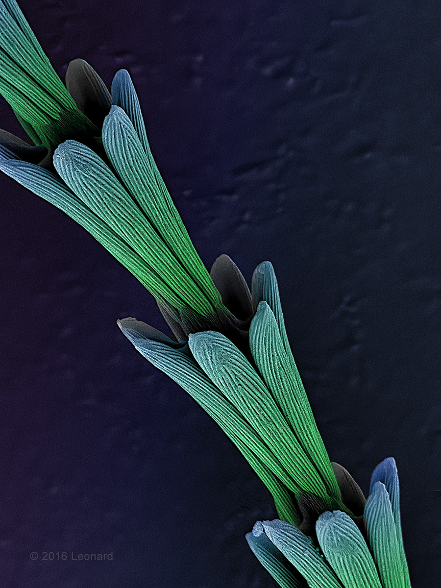 Carpet Beetle Larvae (dust_mold_0128_15) dust_mold_0128_15