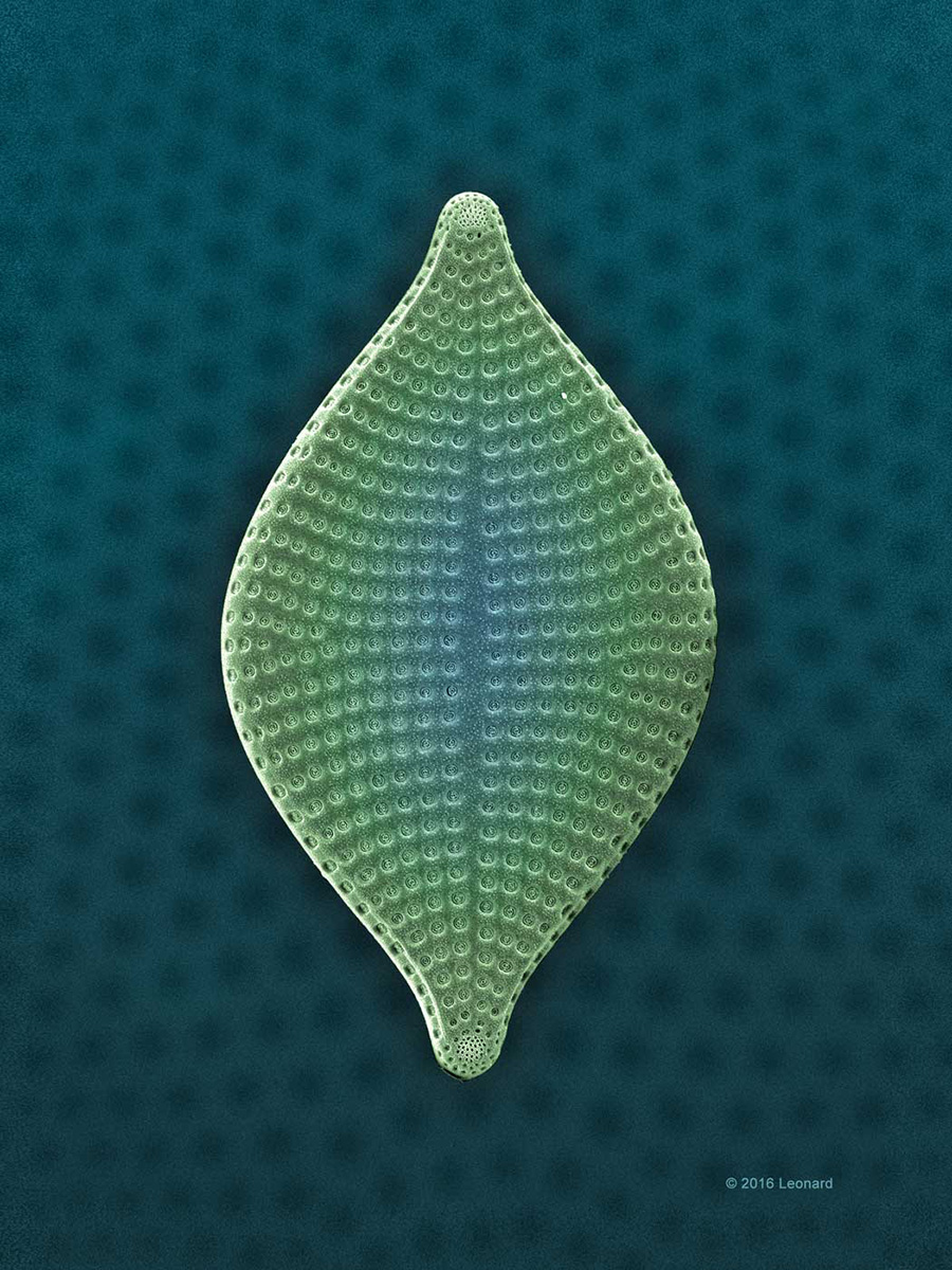 Hudson River Diatom