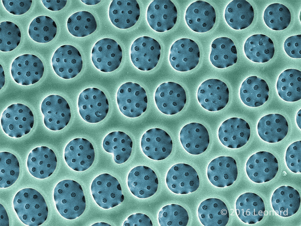 Detail of Hudson River Diatom