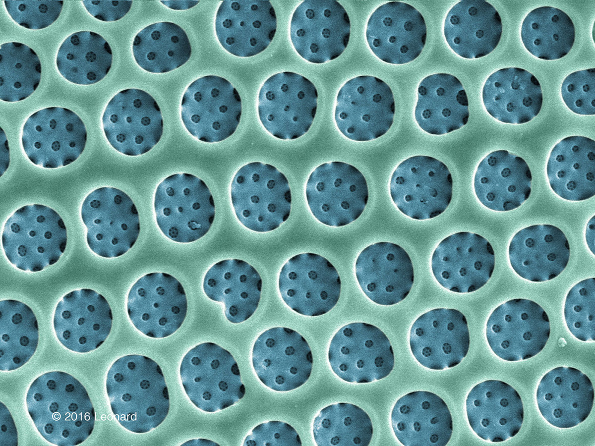 Detail of Hudson River Diatom