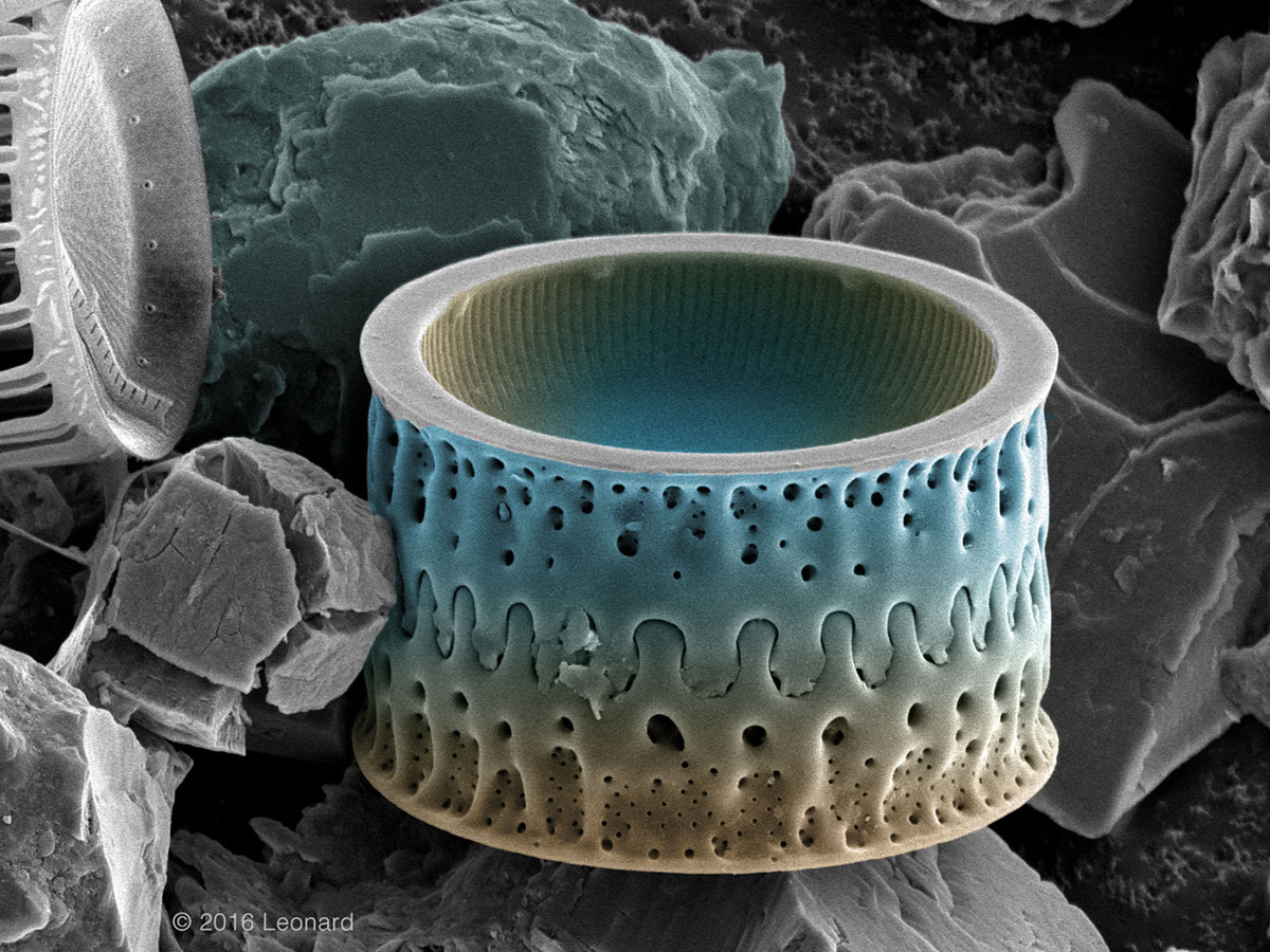 Hudson River Diatom Landscape Like a coliseum! 