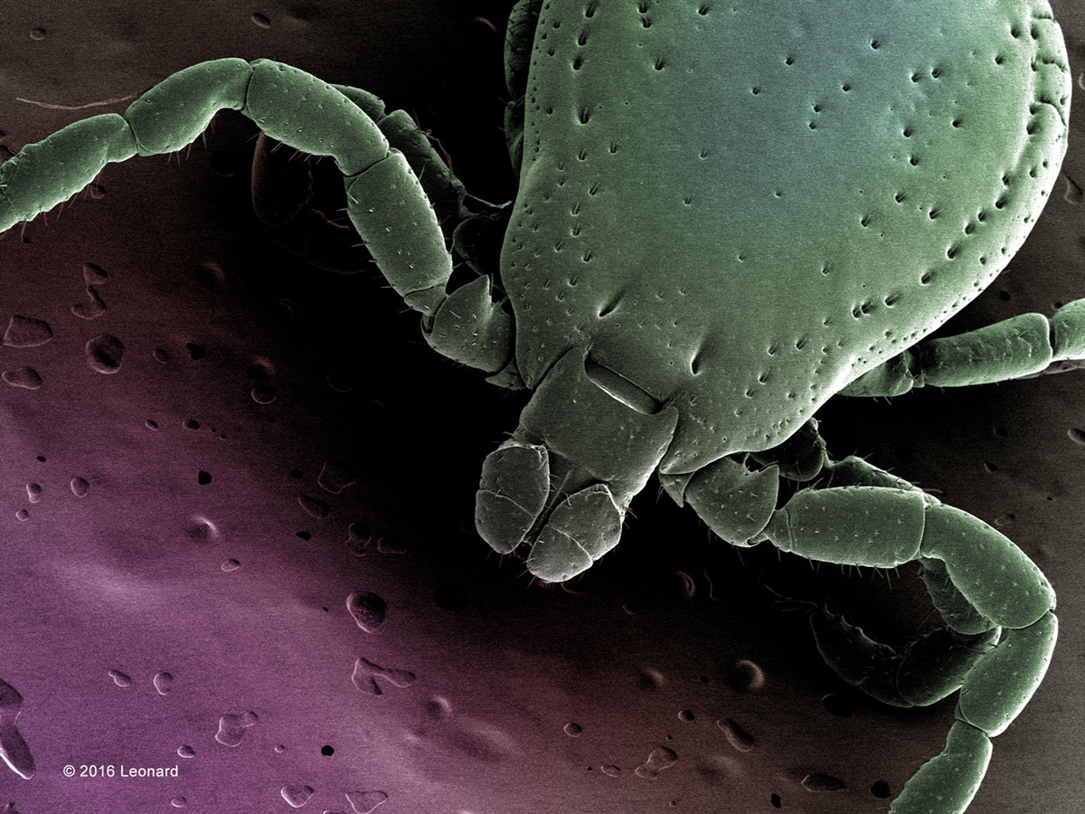 Tick from East Hampton, NY