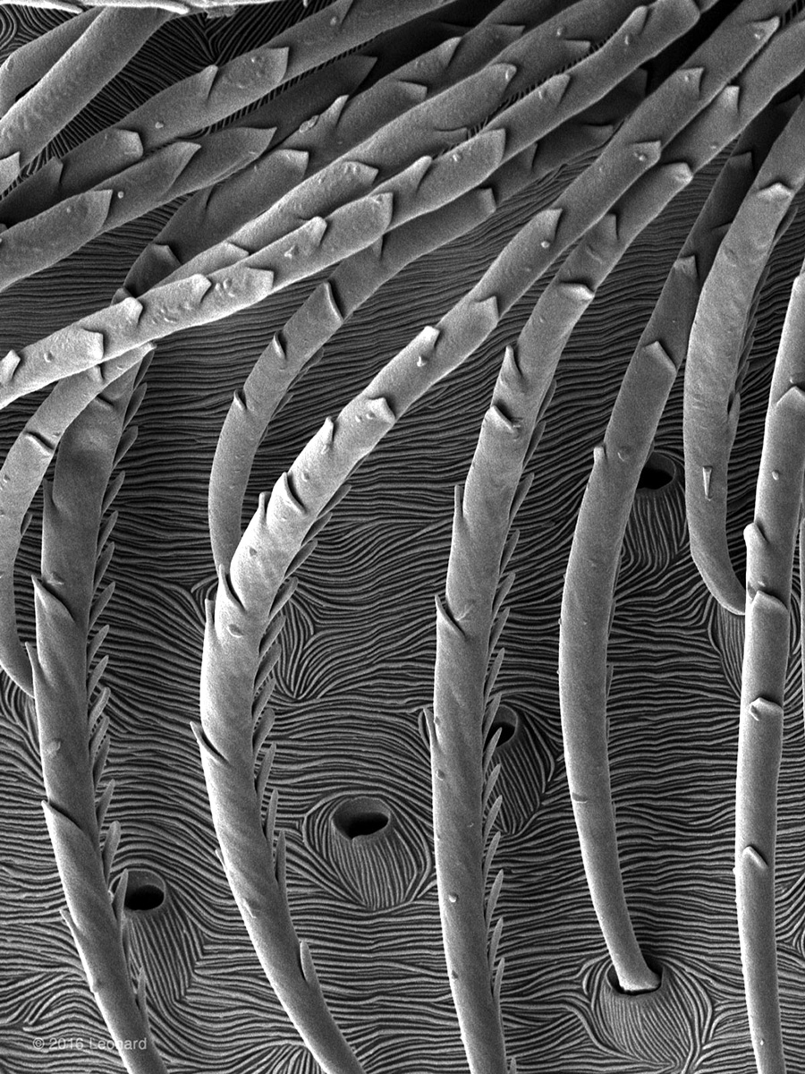 Hampton Spider Landscape im Black & White