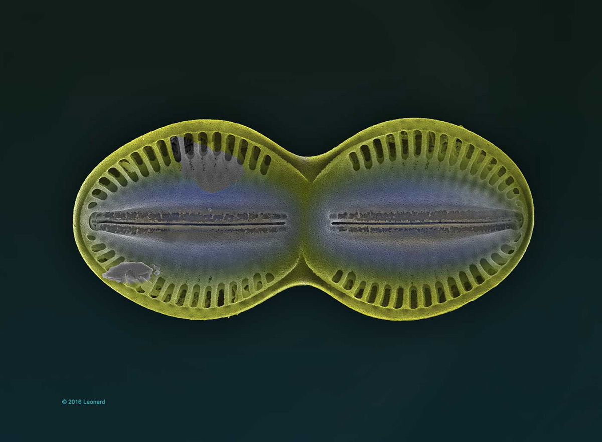Hudson River Diatom