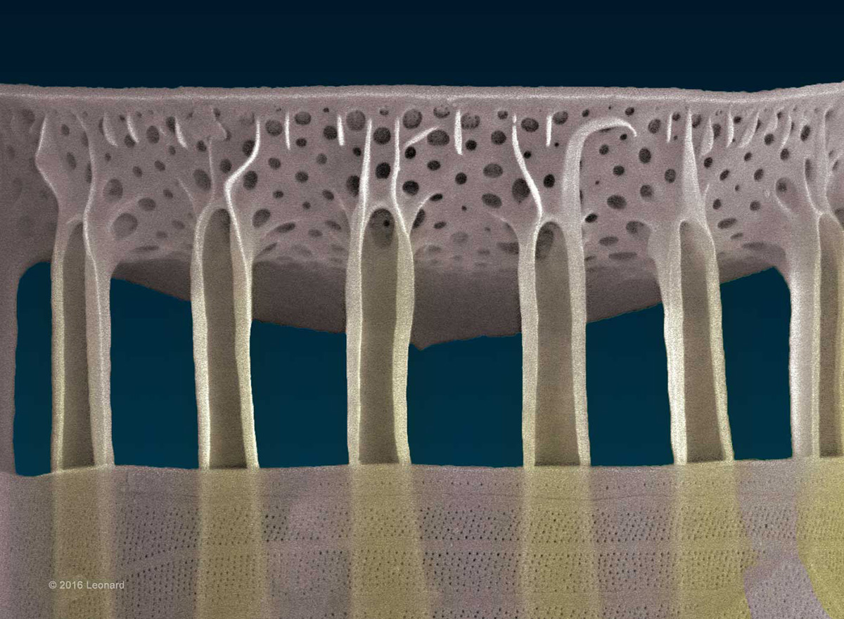 Hudson River Diatom Detail