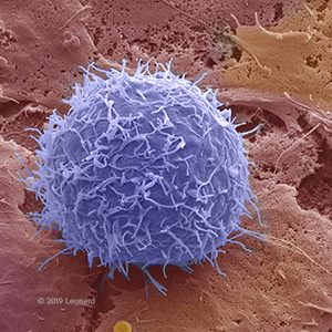 General Biology, Lymphocyte Image