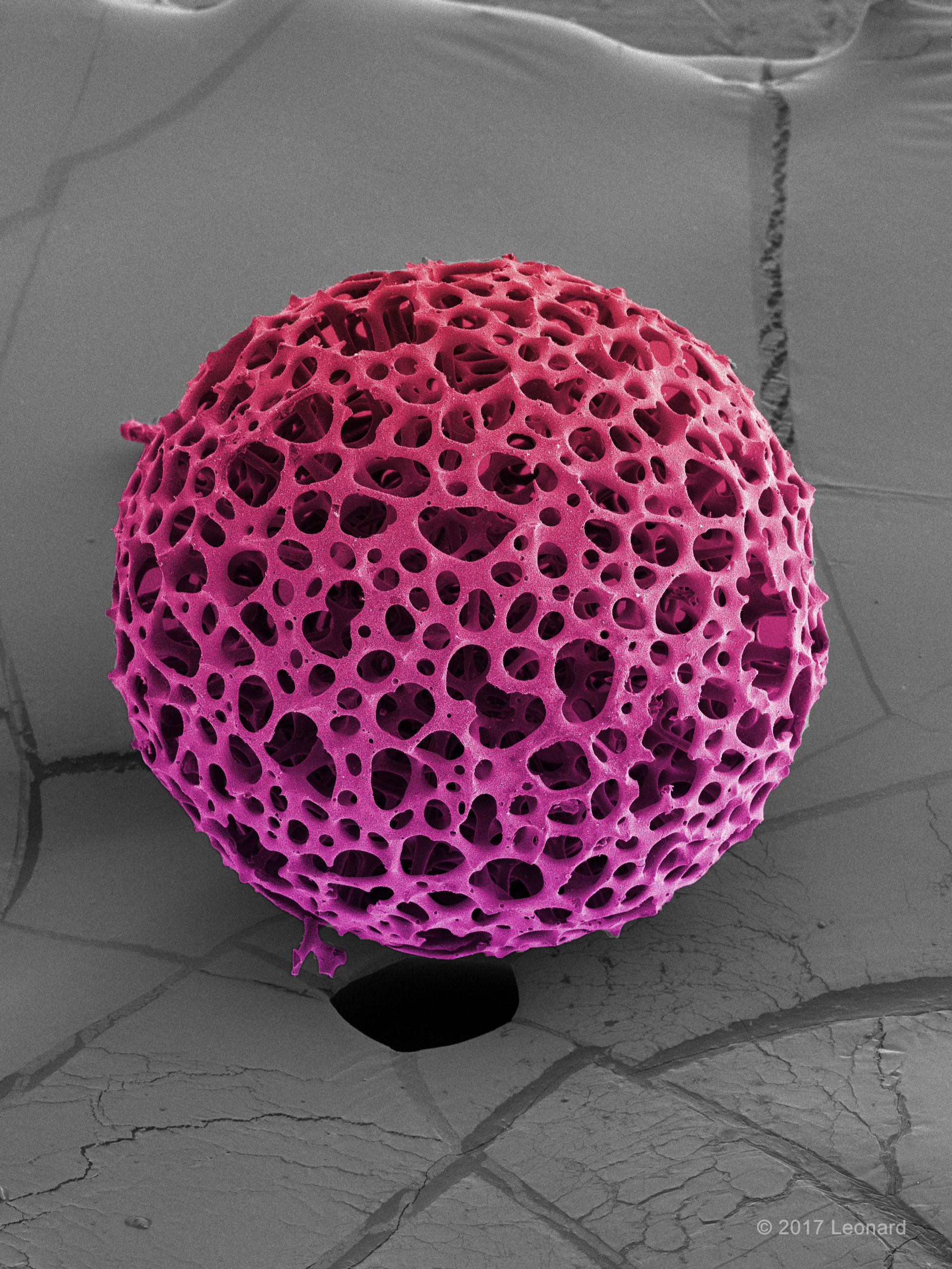 Radiolarian, Zooplankton