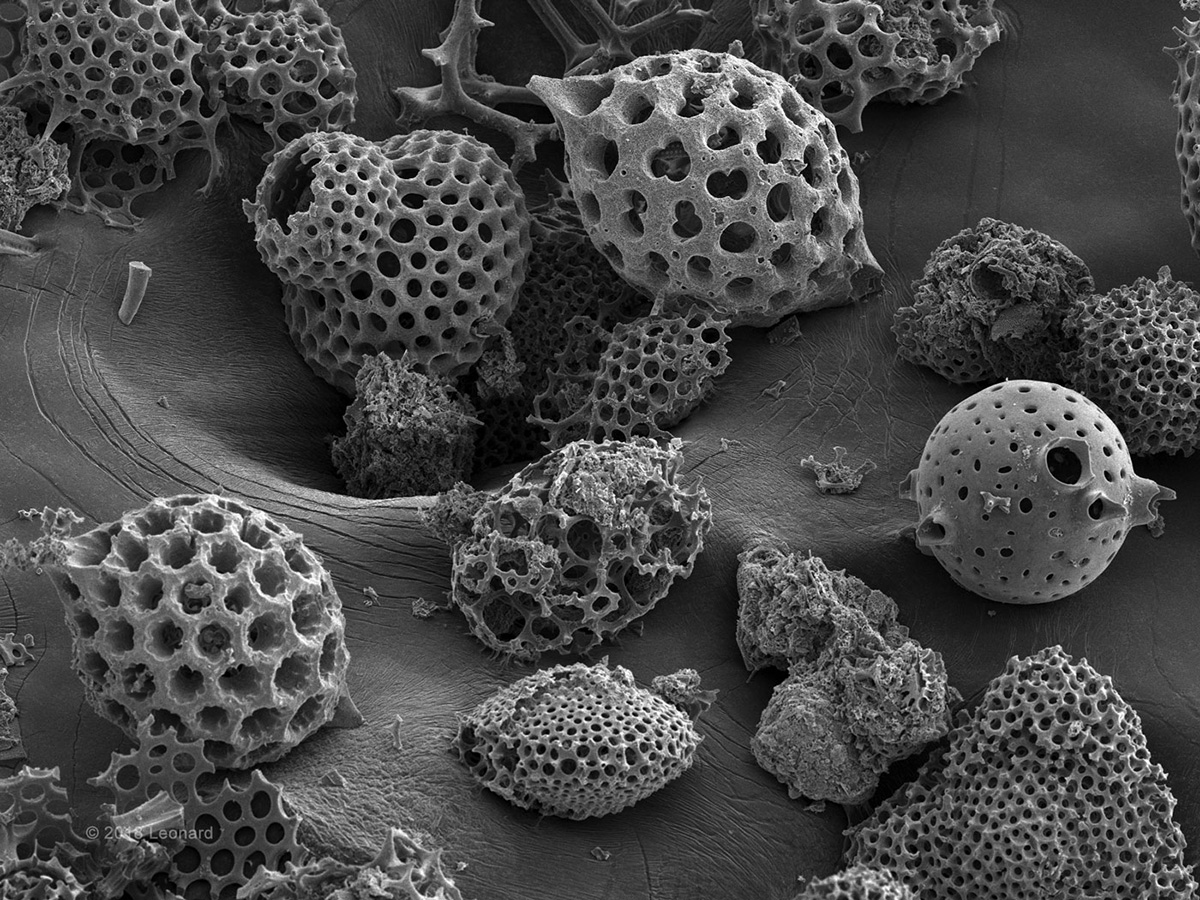 Colossal Deposit of Radiolaria