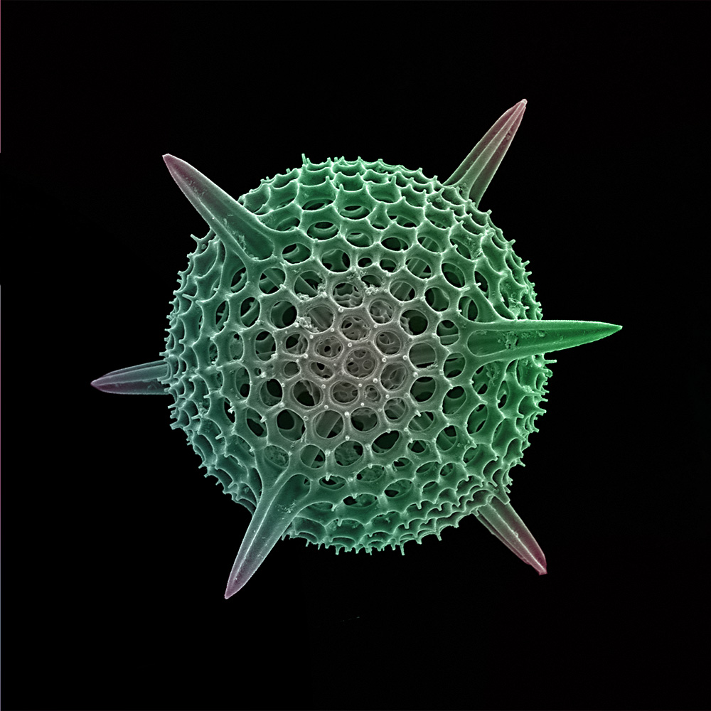 Radiolarian (Rads_0816_02)