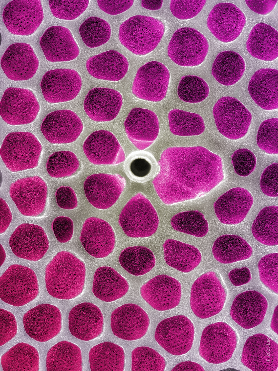 Honeycomb-like Pattern on Hudson River Diatom