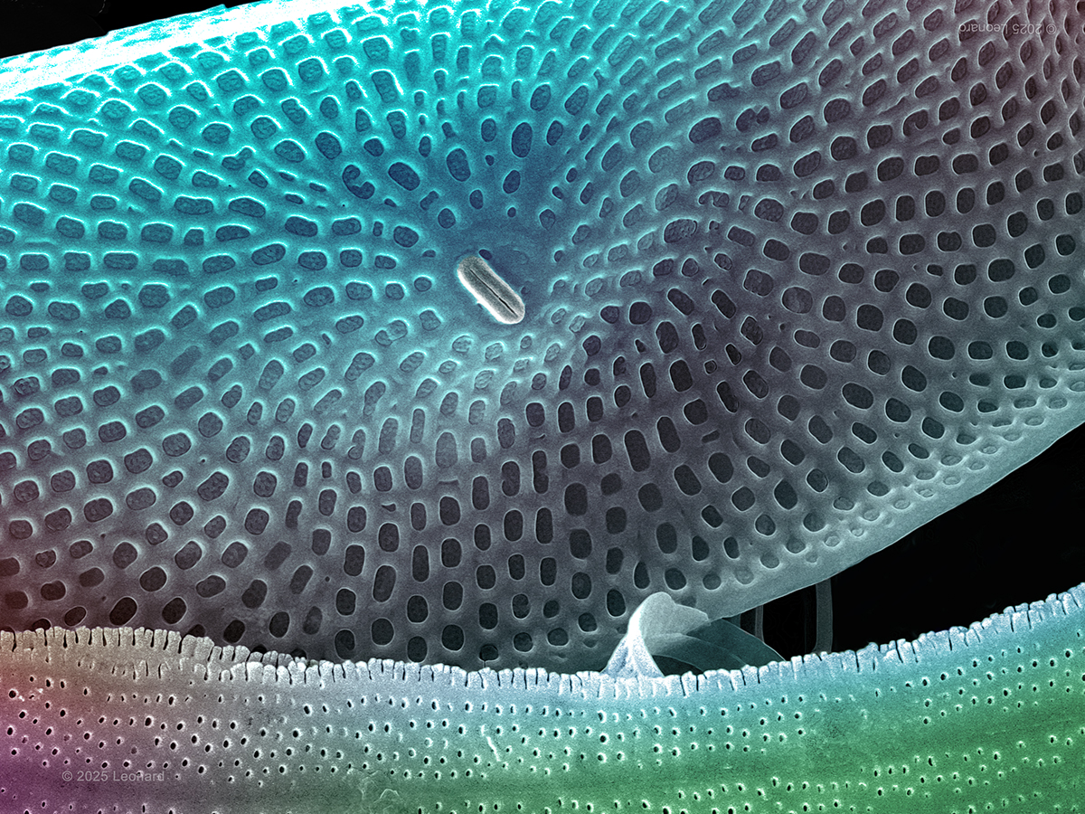 Patterns of Two Different Hudson River Diatoms