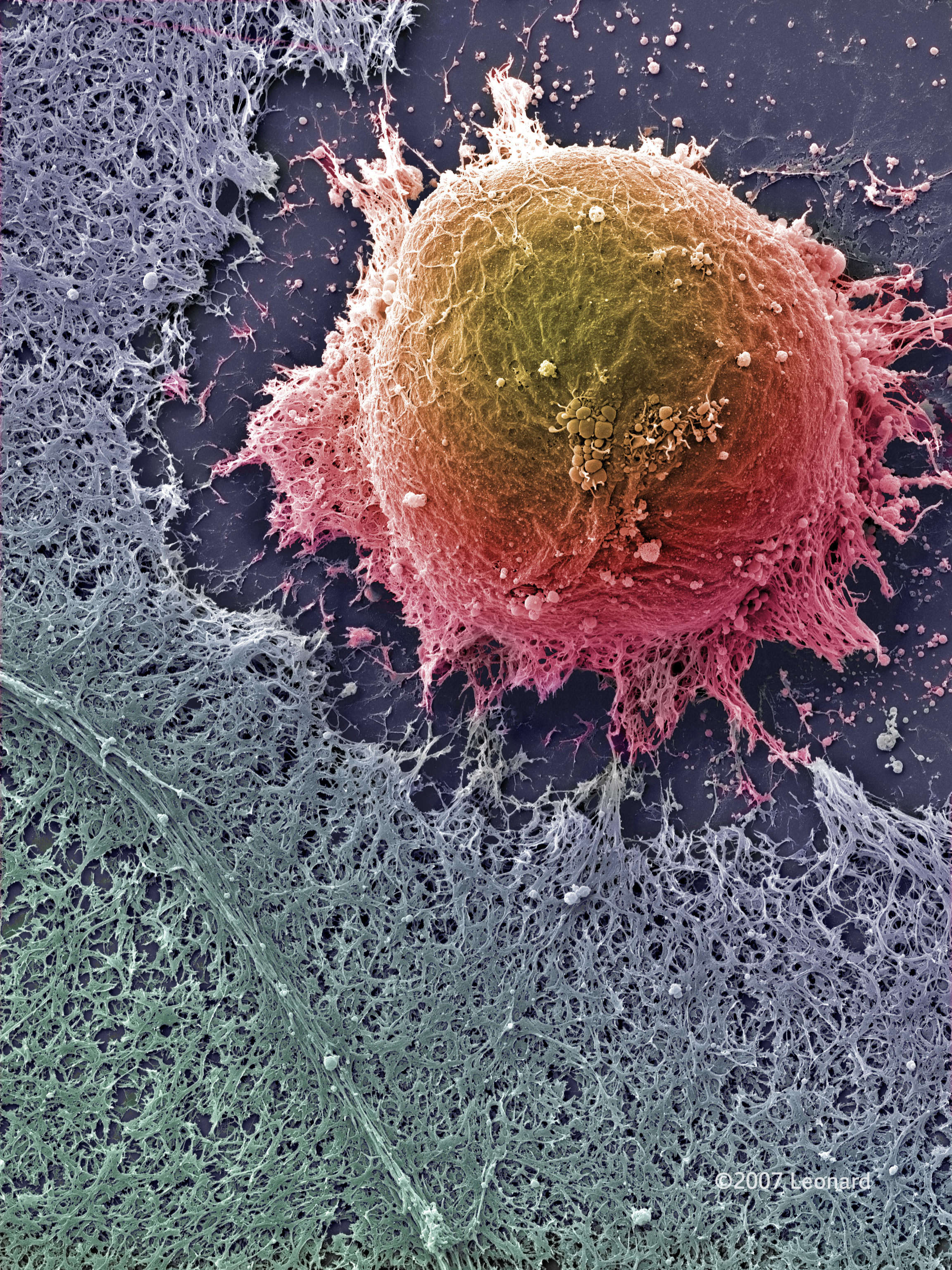 Human Embryonic Stem Cell