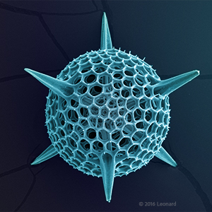 Radiolarian, Zooplankton