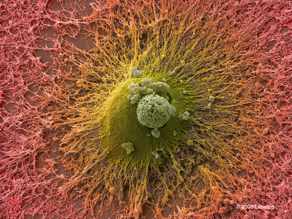 Human Embryonic Stem Cell