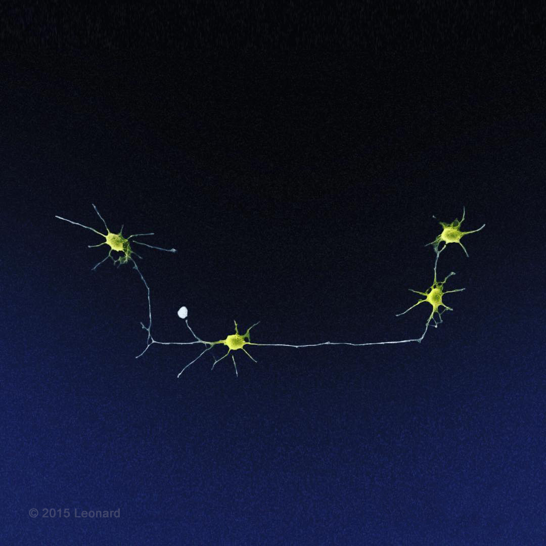 Chain of Neurons
