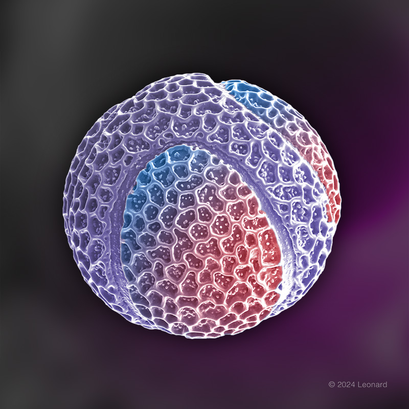 Passion Fruit Pollen