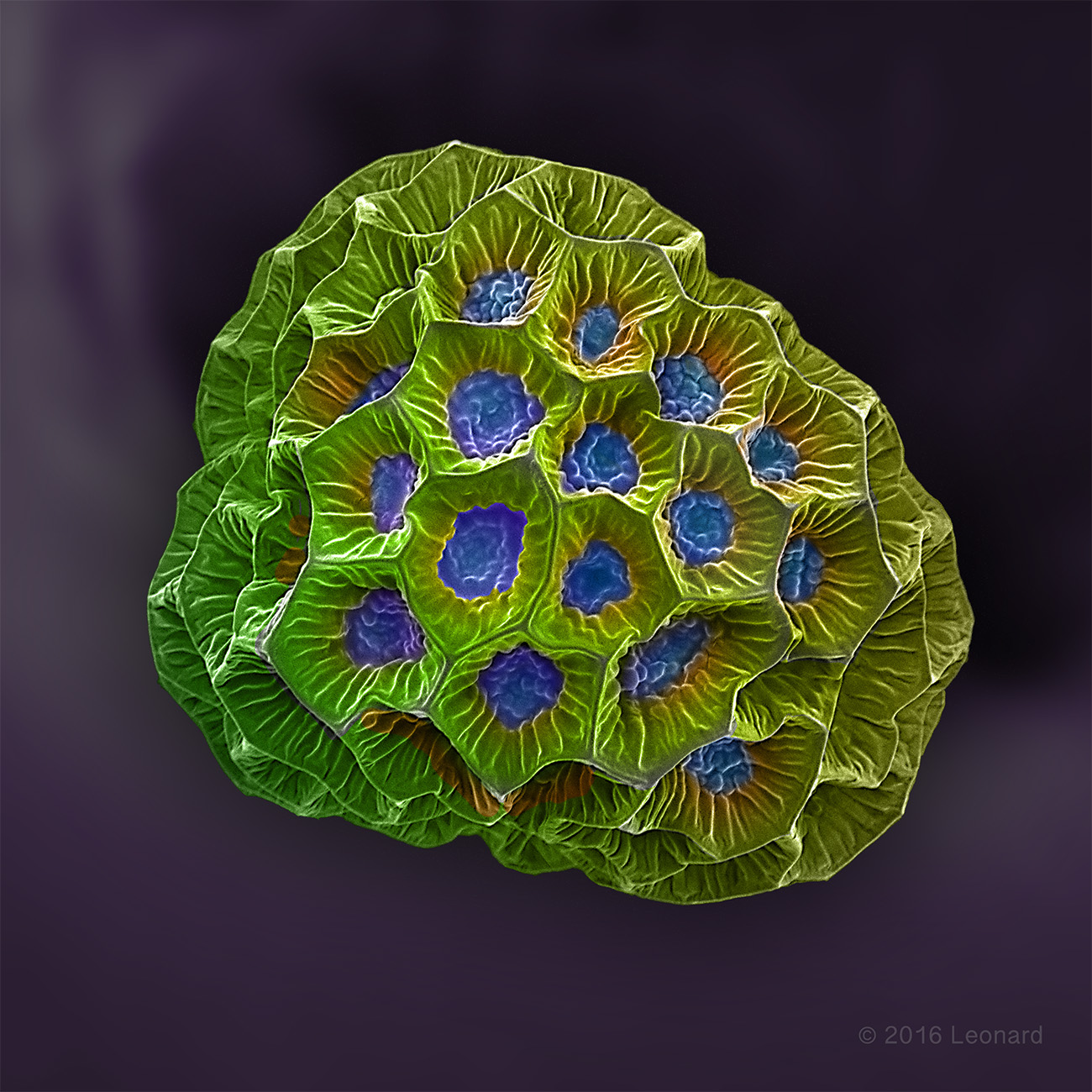 Pollen from Central Park