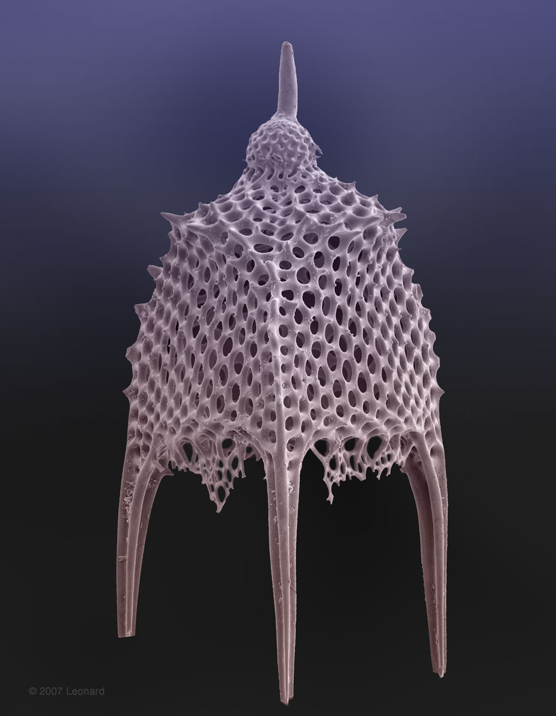 Radiolarian