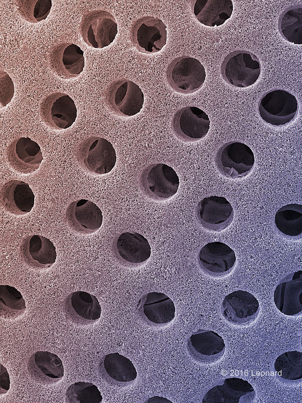 Amazing patterns on radiolarians