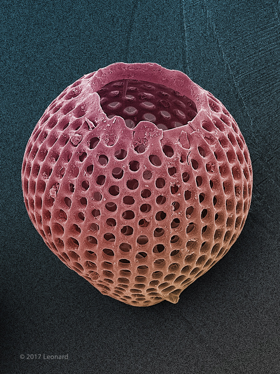 Radiolarian, Zooplankton