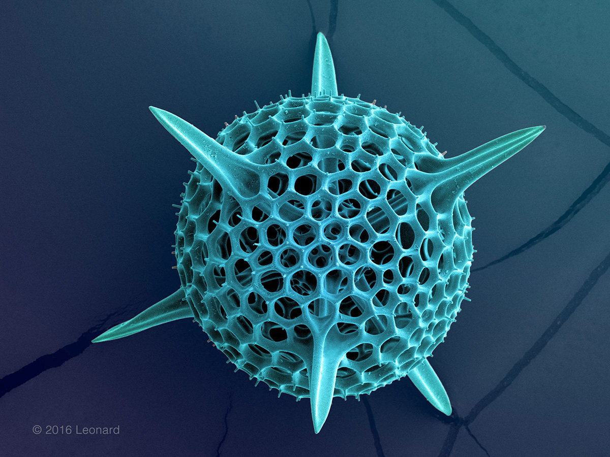 Radiolarian, Hexacontium, rads_0510_22