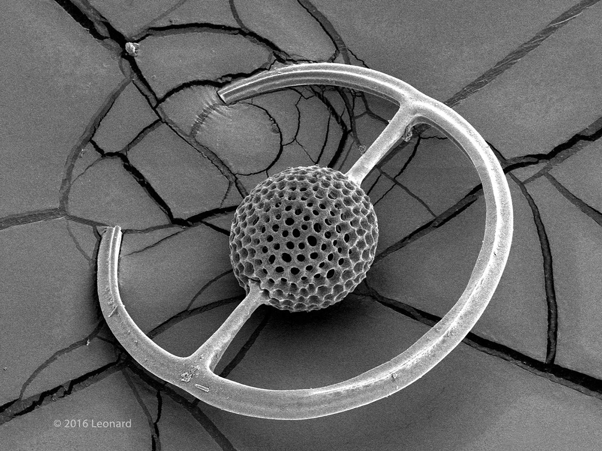 Radiolarian Saturnalis