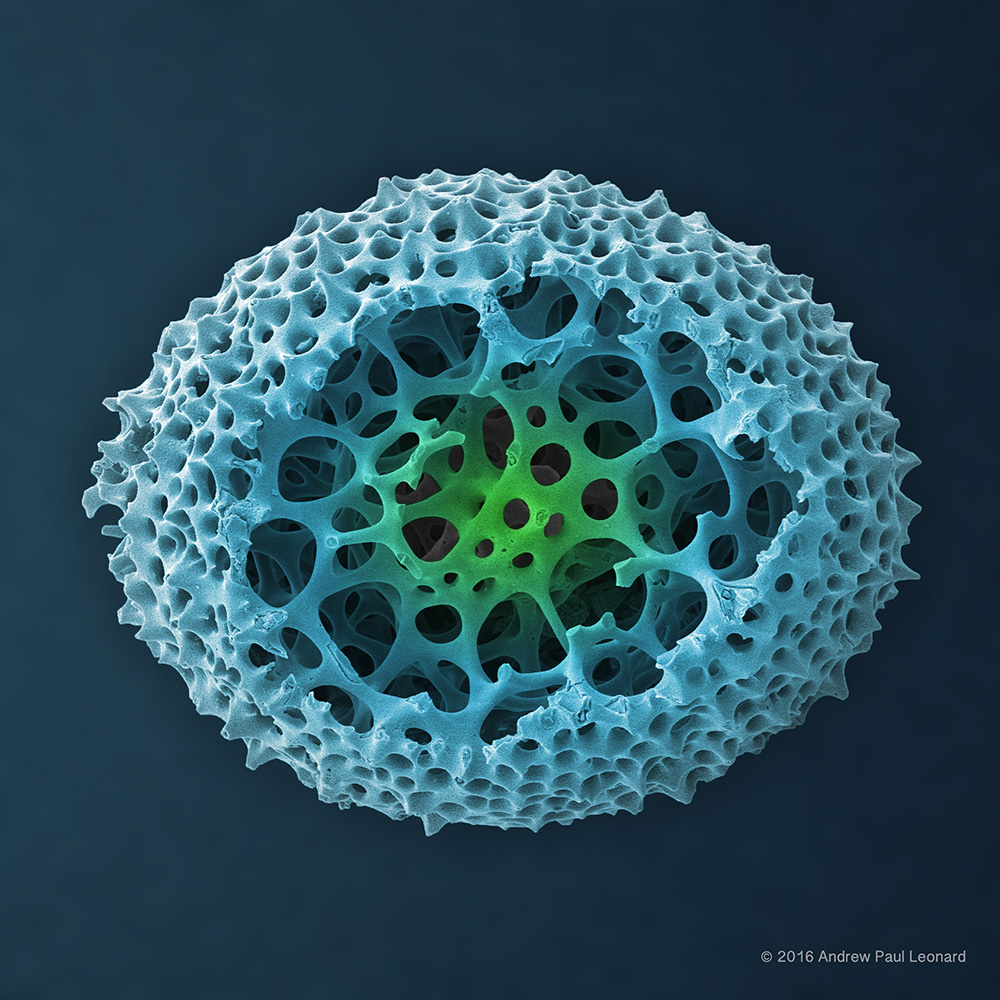 Radiolarian, Zooplankton