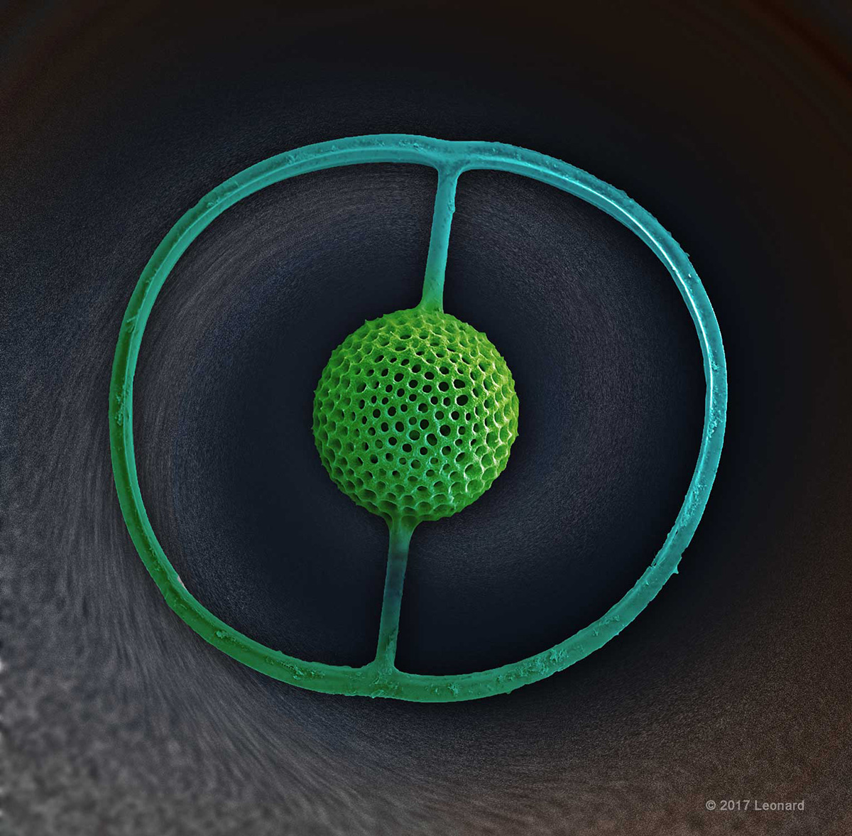 Radiolarian Saturnalis