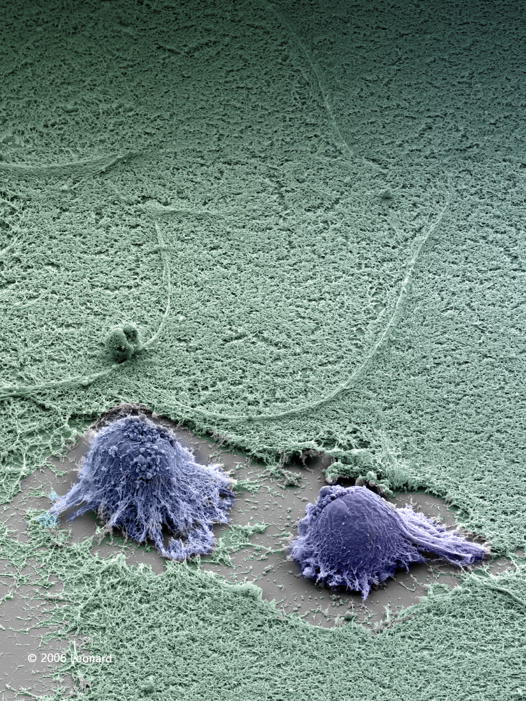 Human Embryonic Stem Cells