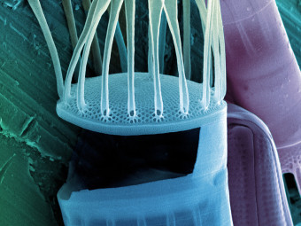 Hudson River Diatoms