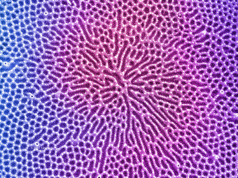 Hudson River Diatom Detail