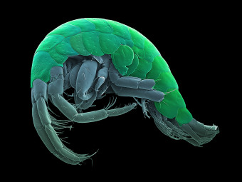 Amphipod  -  Like a microscopic Shrimp