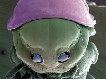 Centipede 09012020centepede