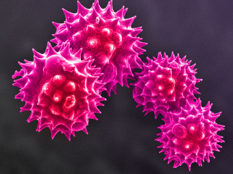 Pollen from Central Park