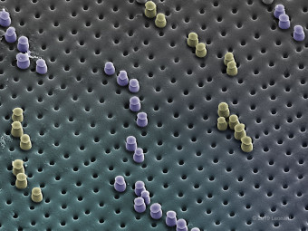 On Surface of Radiolarian