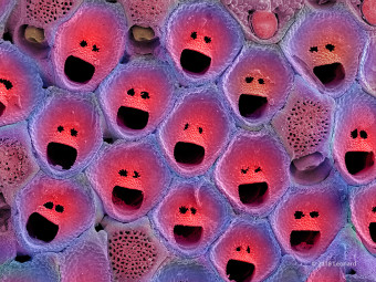 Bryozoan from Australia